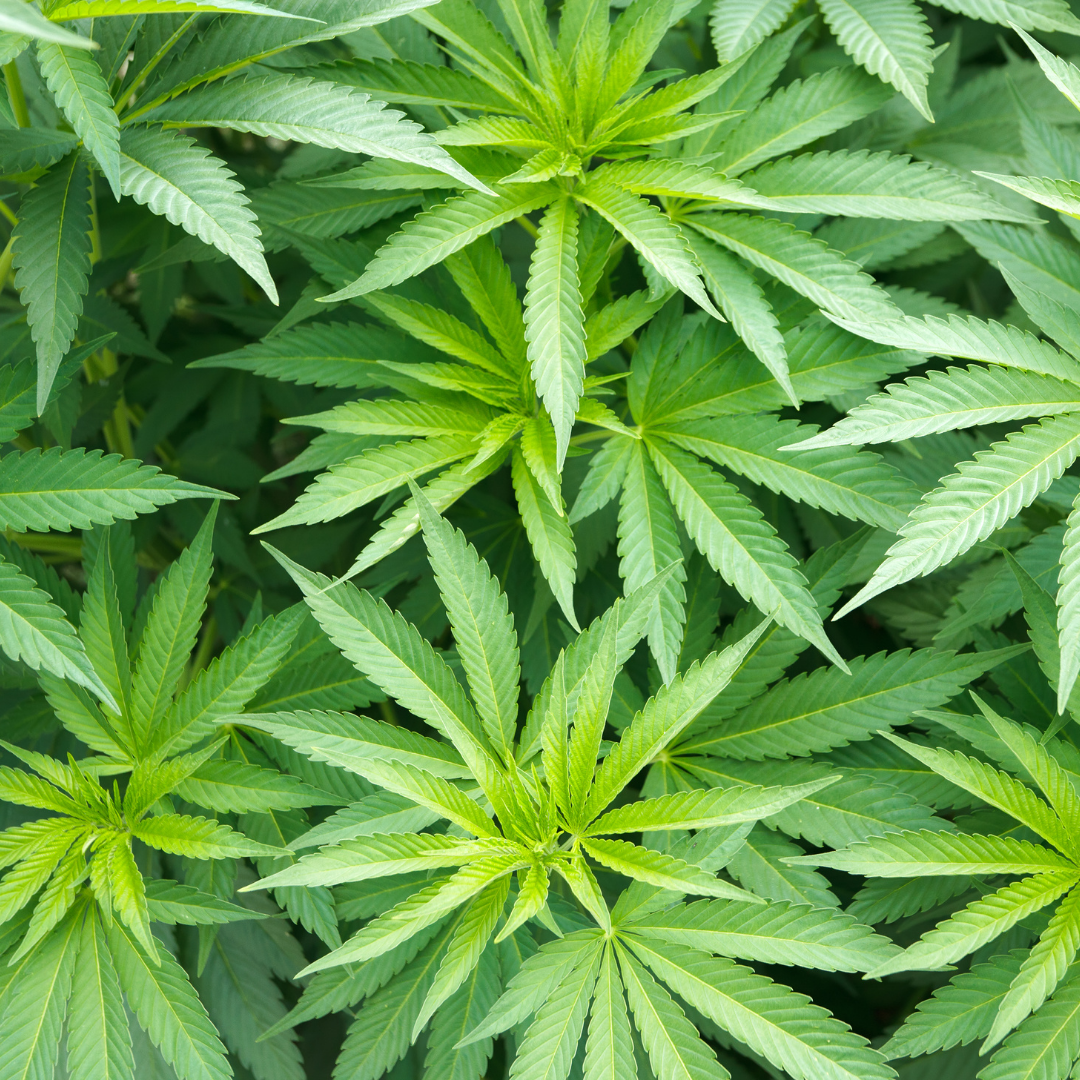 Cbd france